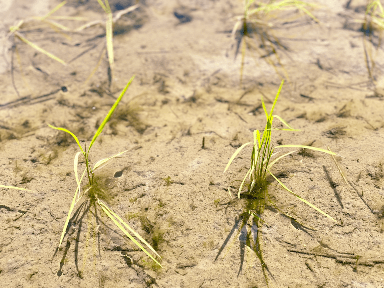 写真：アルカリ性土壌での植物の生育例