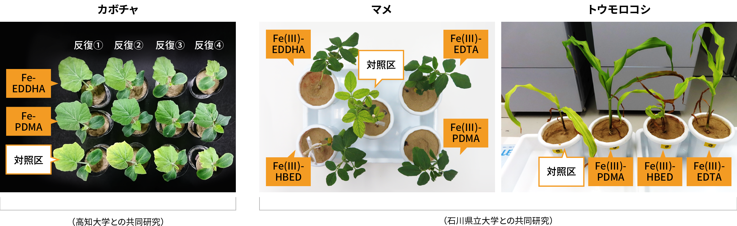 図:カボチャ、マメ、トウモロコシの栽培実験