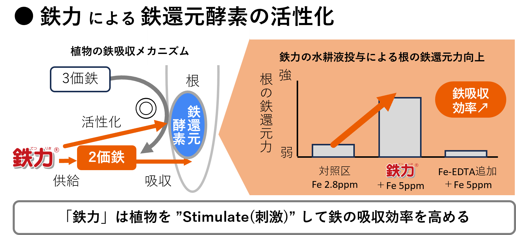 20250610 鉄力による鉄吸収効率UP.png