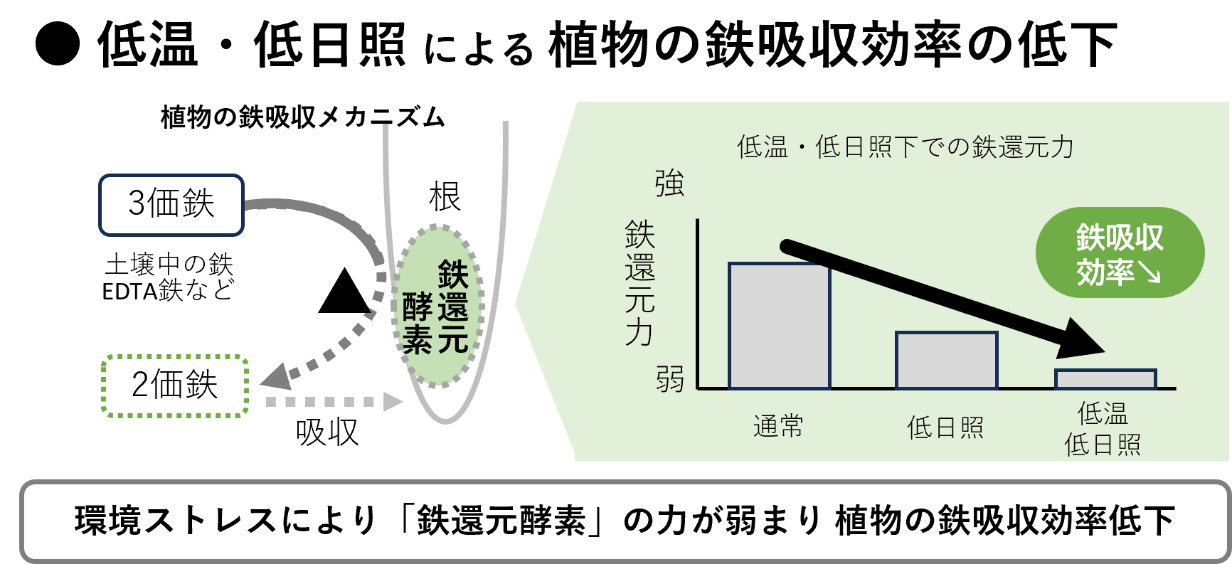20250610 環境ストレスによる鉄吸収効率の低下.png